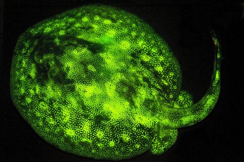 peces fluorescentes, panorama náutico